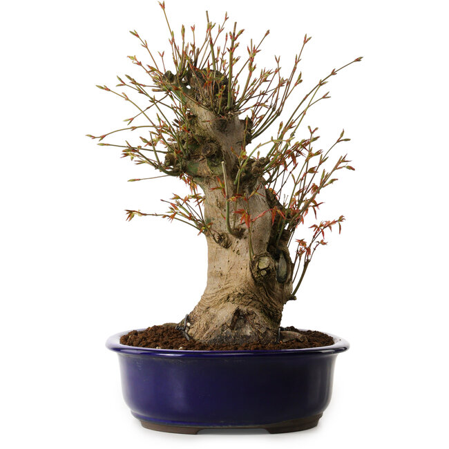 Acer palmatum, 34 cm, ± 15 Jahre alt