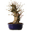 Acer palmatum, 34 cm, ± 15 jaar oud