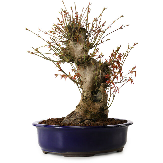 Acer palmatum, 34 cm, ± 15 Jahre alt