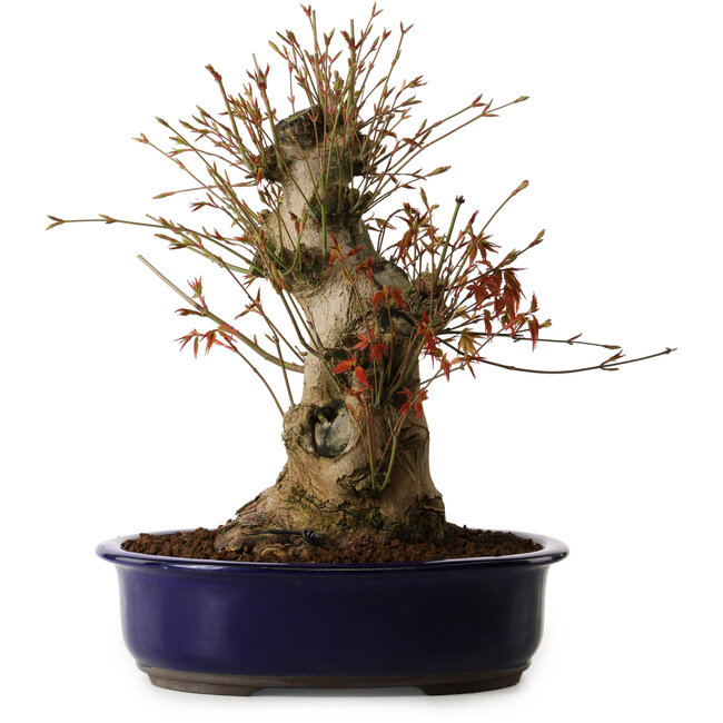 Acer palmatum, 34 cm, ± 15 Jahre alt