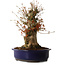 Acer palmatum, 34 cm, ± 15 jaar oud