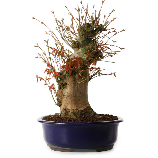 Acer palmatum, 34 cm, ± 15 ans