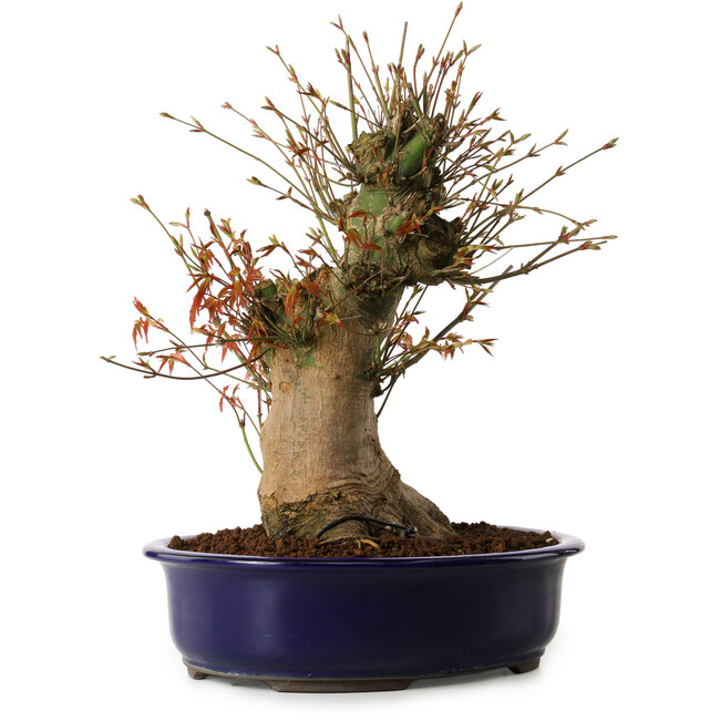 Acero palmato, 34 cm, circa 15 anni