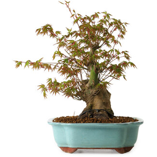 Acer palmatum, 30 cm, ± 15 Jahre alt