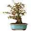 Acer palmatum, 30 cm, ± 15 years old