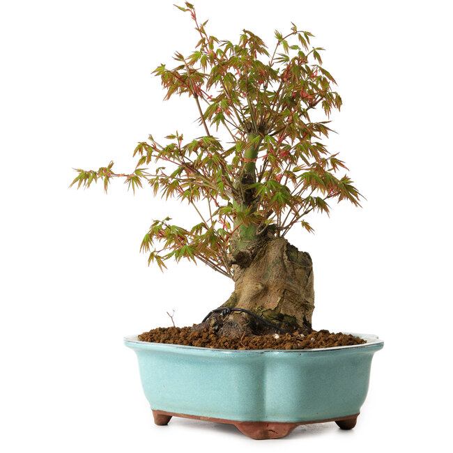 Acer palmatum, 30 cm, ± 15 years old