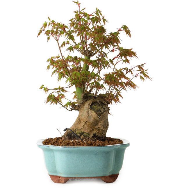Acer palmatum, 30 cm, ± 15 years old