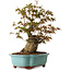 Acer palmatum, 30 cm, ± 15 años de edad