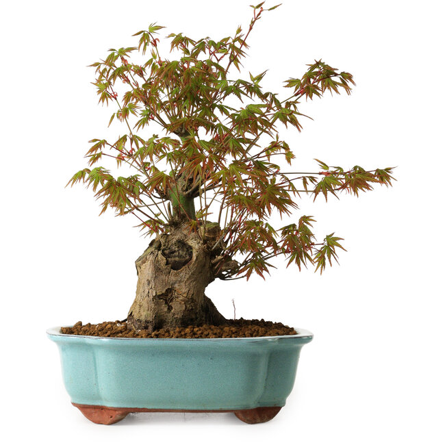 Acer palmatum, 30 cm, ± 15 ans