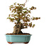 Acer palmatum, 30 cm, ± 15 years old