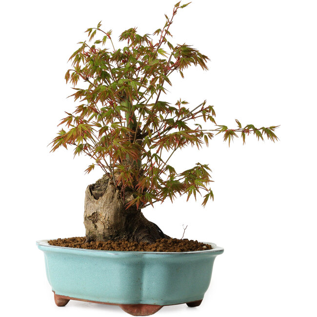 Acer palmatum, 30 cm, ± 15 Jahre alt