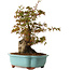 Acer palmatum, 30 cm, ± 15 ans