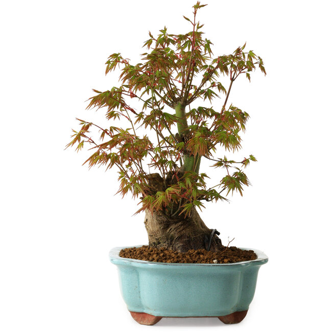 Acer palmatum, 30 cm, ± 15 Jahre alt