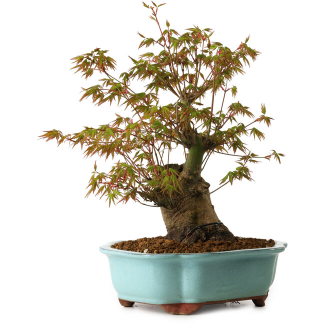 Acer palmatum, 30 cm, ± 15 ans