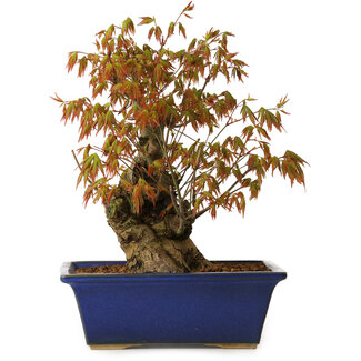 Acer palmatum, 32 cm, ± 15 years old