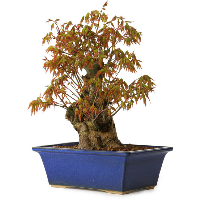 Acer palmatum, 32 cm, ± 15 Jahre alt, mit einem Wurzelhals von 13 cm