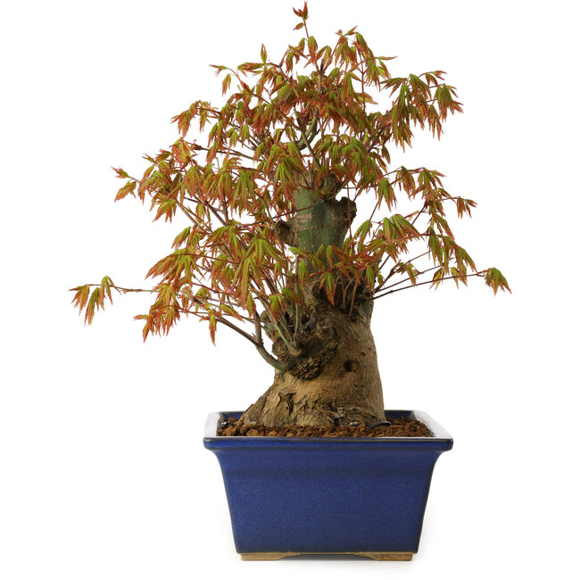 Acer palmatum, 32 cm, ± 15 years old, with a nebari of 13 cm