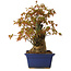 Acer palmatum, 32 cm, ± 15 anni, con nebari di 13 cm
