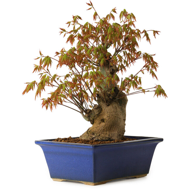 Acer palmatum, 32 cm, ± 15 ans, avec un nebari de 13 cm