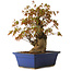 Acer palmatum, 32 cm, ± 15 years old, with a nebari of 13 cm
