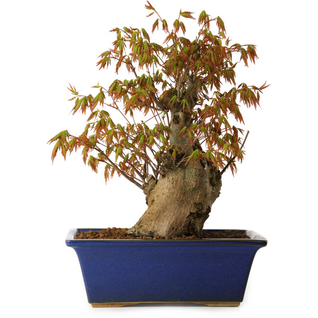 Acer palmatum, 32 cm, ± 15 años, con un nebari de 13 cm