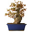 Acer palmatum, 32 cm, ± 15 ans, avec un nebari de 13 cm
