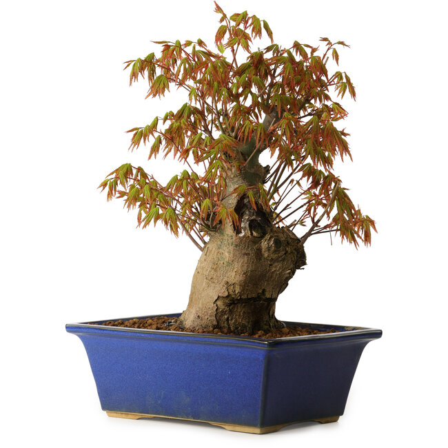 Acer palmatum, 32 cm, ± 15 years old, with a nebari of 13 cm