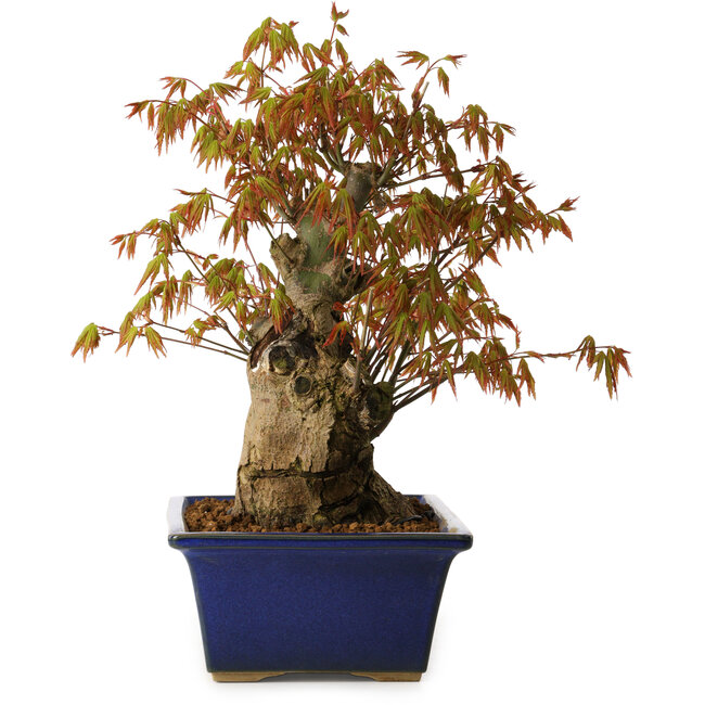 Acer palmatum, 32 cm, ± 15 anni, con nebari di 13 cm
