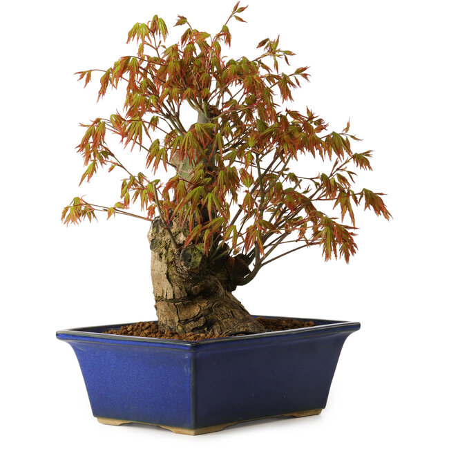 Acer palmatum, 32 cm, ± 15 anni, con nebari di 13 cm