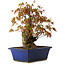 Acer palmatum, 32 cm, ± 15 jaar oud, met een nebari van 13 cm