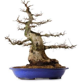 Carpinus coreana, 67 cm, ± 40 años