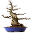 Carpinus coreana, 67 cm, ± 40 Jahre alt, mit einem Nebari von 30 cm