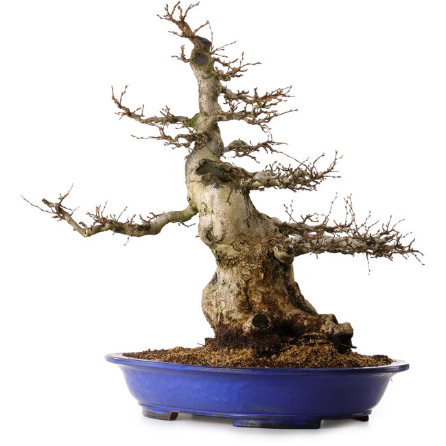 Carpinus coreana, 67 cm, ± 40 años, con un nebari de 30 cm