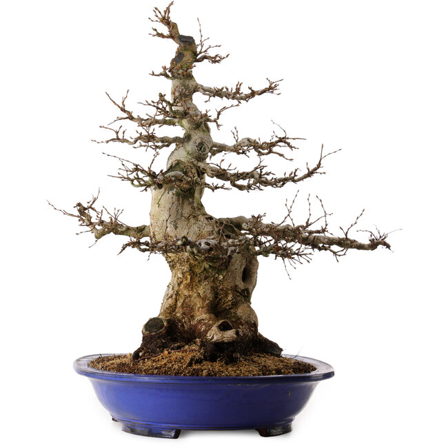 Carpinus coreana, 67 cm, ± 40 anni, con nebari di 30 cm