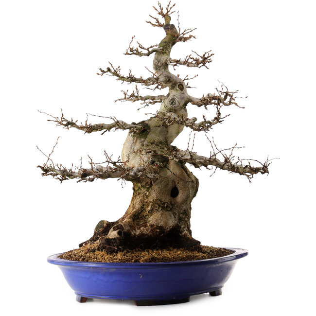 Carpinus coreana, 67 cm, ± 40 years old, with a nebari of 30 cm