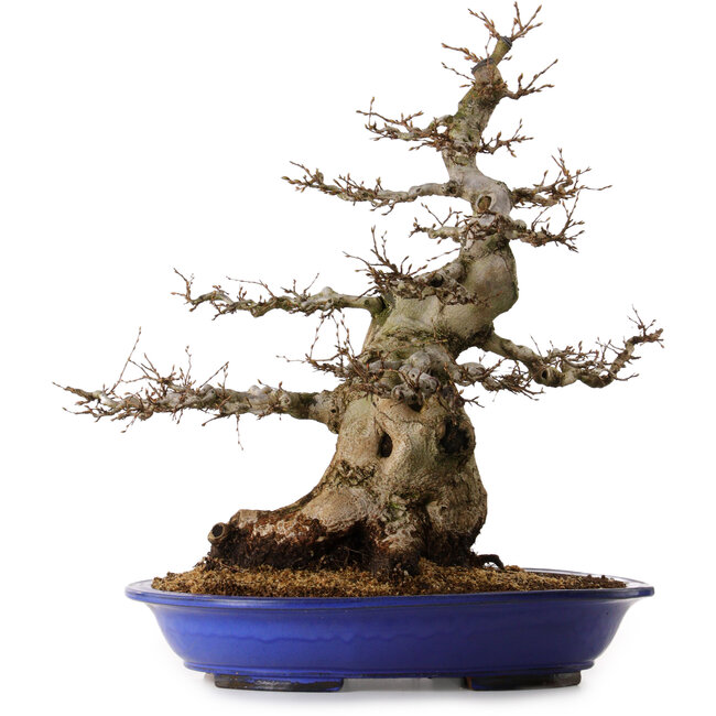Carpinus coreana, 67 cm, ± 40 años, con un nebari de 30 cm