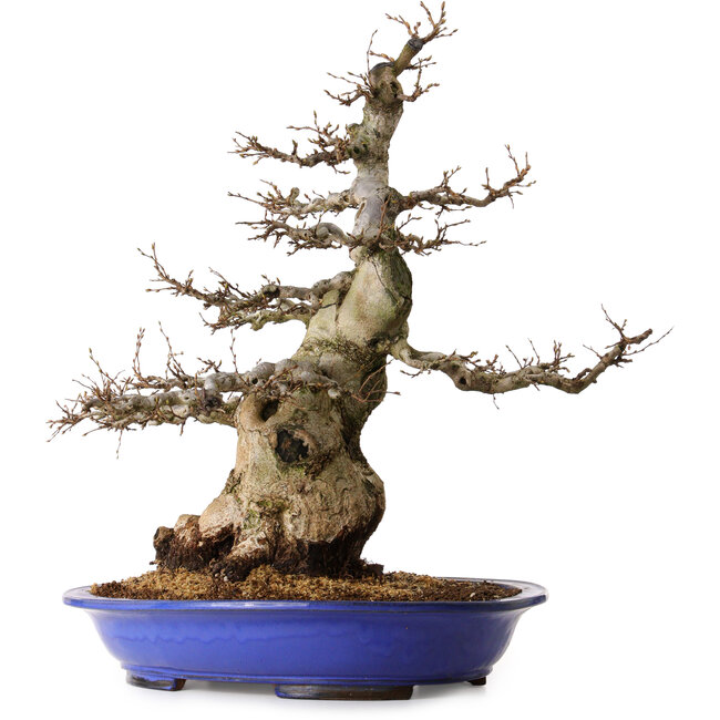 Carpinus coreana, 67 cm, ± 40 jaar oud, met een nebari van 30 cm