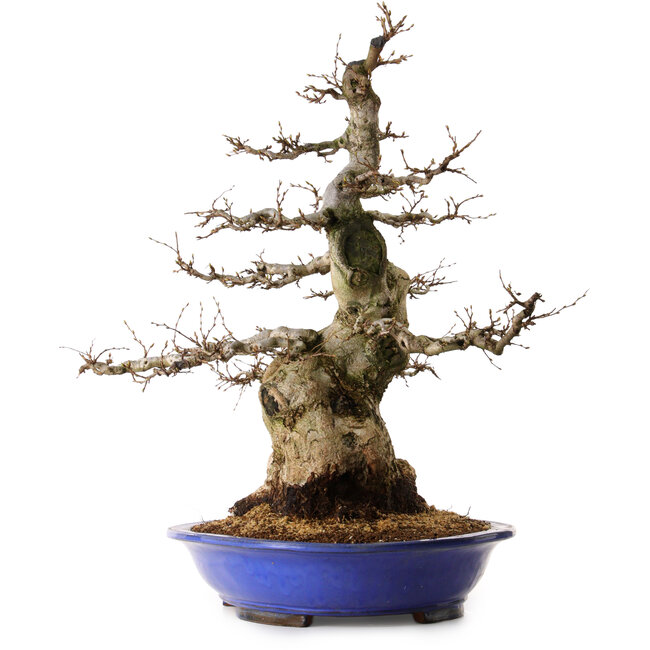 Carpinus coreana, 67 cm, ± 40 años, con un nebari de 30 cm