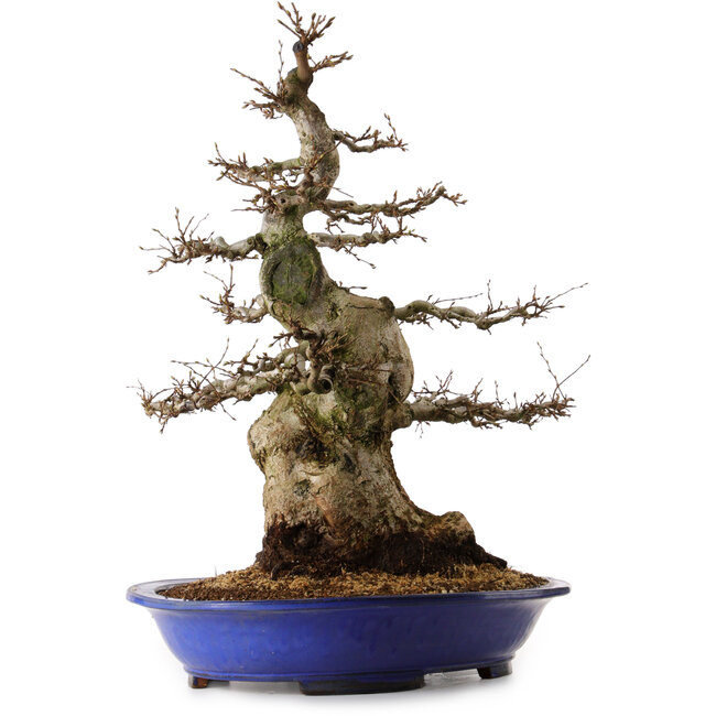 Carpinus coreana, 67 cm, ± 40 years old, with a nebari of 30 cm
