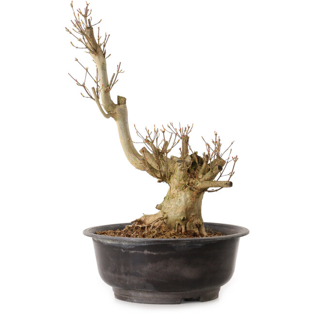 Acer buergerianum, 48 cm, ± 25 ans, avec un nebari de 18 cm