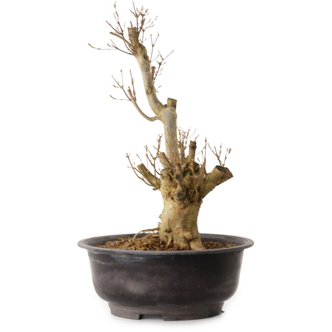 Acer buergerianum, 48 cm, ca. 25 Jahre alt, mit einem Wurzelhals von 18 cm