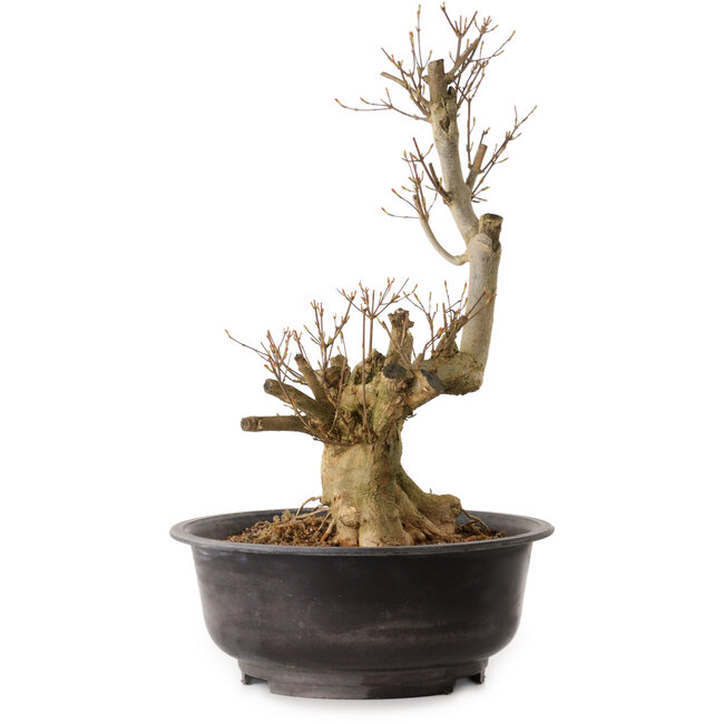 Acer buergerianum, 48 cm, ca. 25 Jahre alt, mit einem Wurzelhals von 18 cm