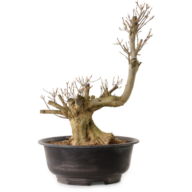 Acer buergerianum, 48 cm, ± 25 jaar oud, met een nebari van 18 cm