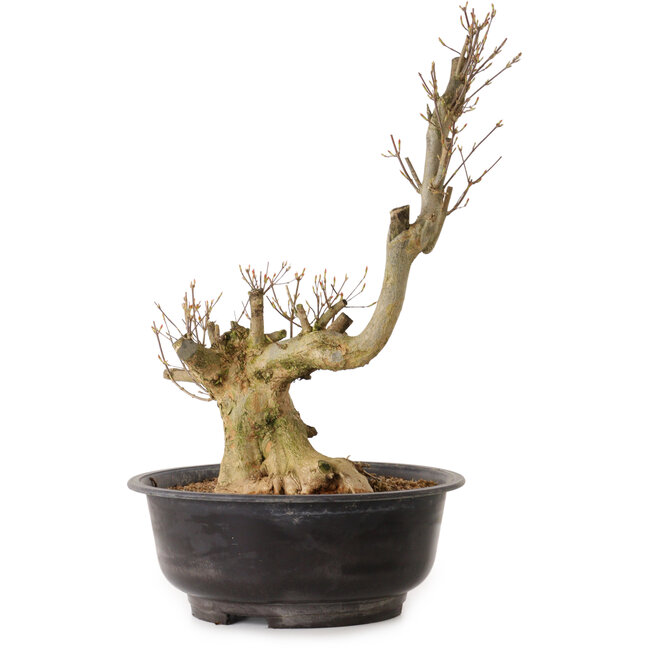 Acer buergerianum, 48 cm, ca. 25 Jahre alt, mit einem Wurzelhals von 18 cm