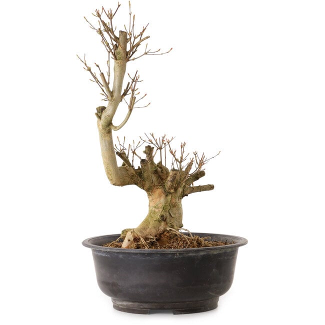 Acer buergerianum, 48 cm, ± 25 años, con un nebari de 18 cm