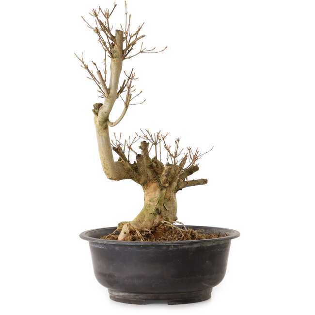 Acer buergerianum, 48 cm, ± 25 jaar oud, met een nebari van 18 cm
