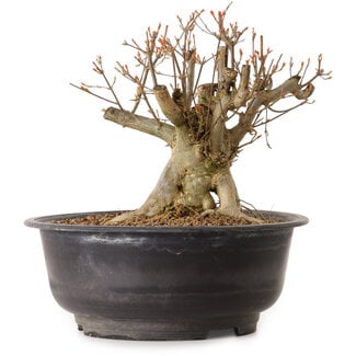 Acer buergerianum, 25 cm, ± 25 ans