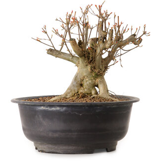 Acer buergerianum, 25 cm, ± 25 Jahre alt