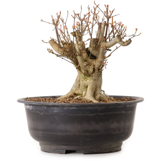 Acer buergerianum, 25 cm, ± 25 jaar oud, met een nebari van 19 cm