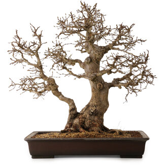 Carpinus coreana, 60 cm, ± 45 ans